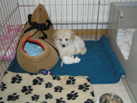 ...dostala jsem ohrádku a misku jídla...